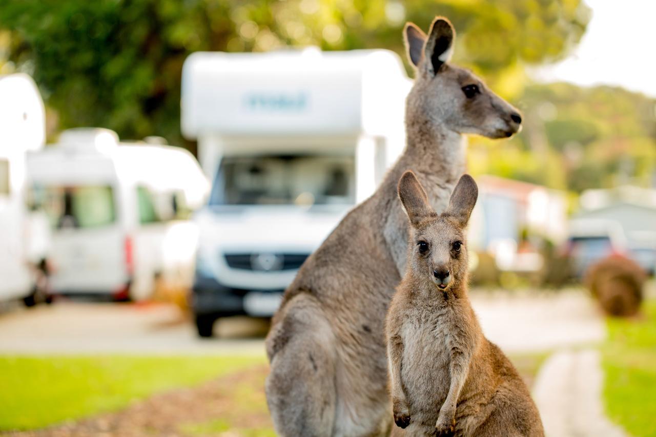 Big4 Anglesea Holiday Park Luaran gambar